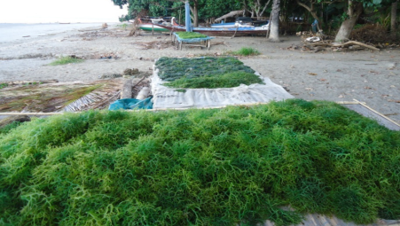 天然海藻