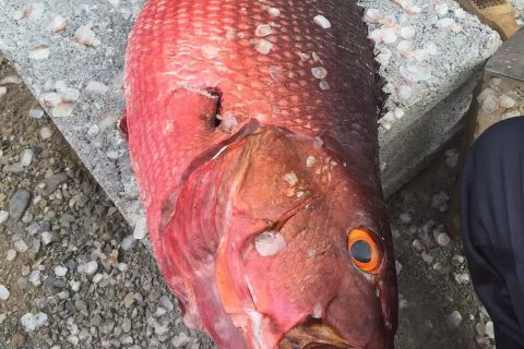 其他鱼类
